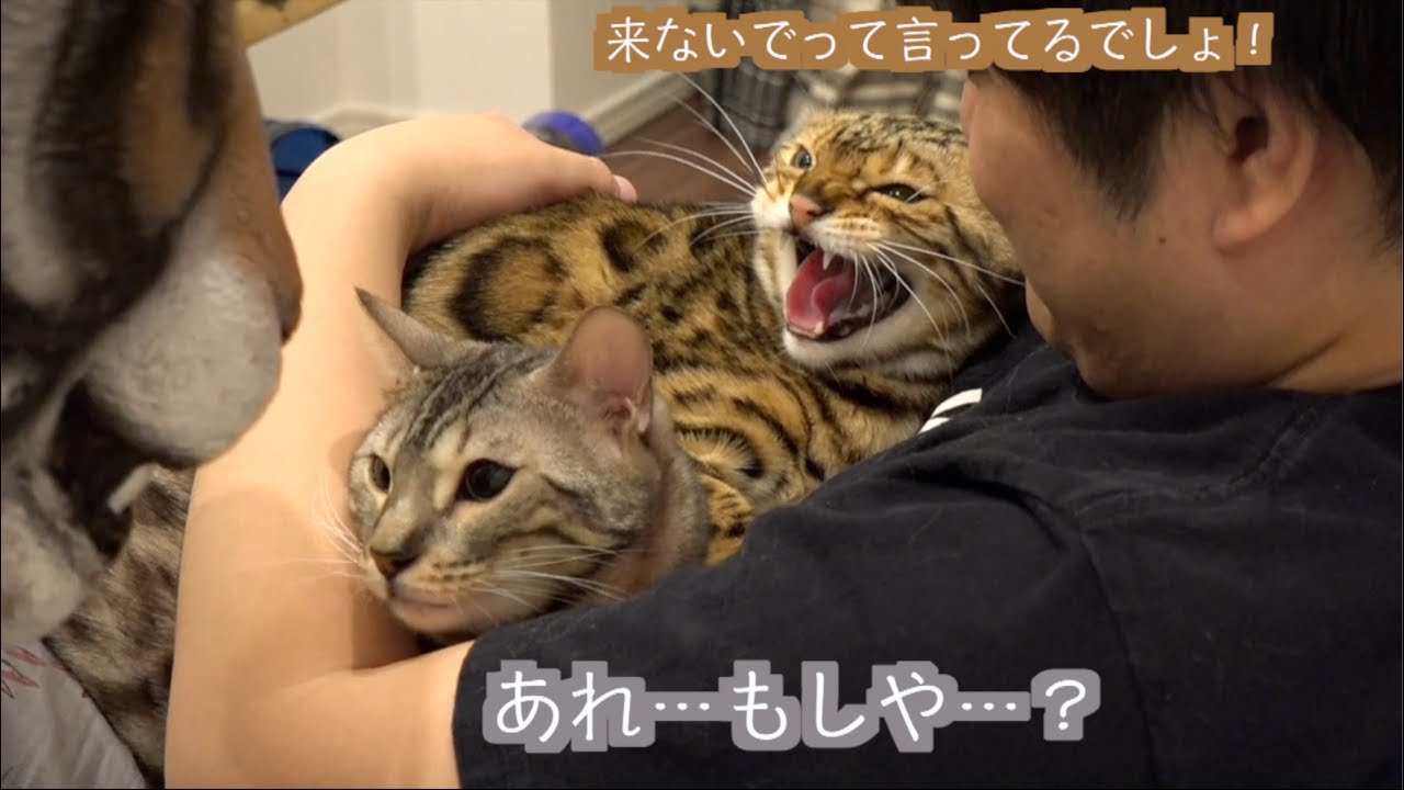 猫たちのトラウマ！！ボス・タイガー再び！！