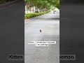 Finally stray kitten found his human ❤️ #cats #cat