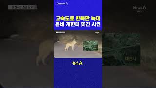 고속도로 한복판 늑대 동네 개한테 쫓긴 사연 채널A #shorts #DLAB #ashorts