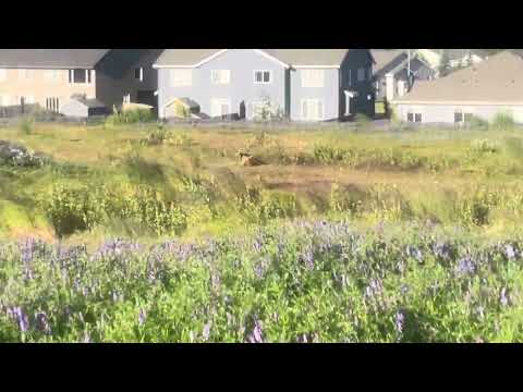 Ozzie sprinting off into the flowers