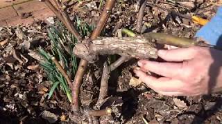 Rose pruning techniques: Removing old exhausted branches