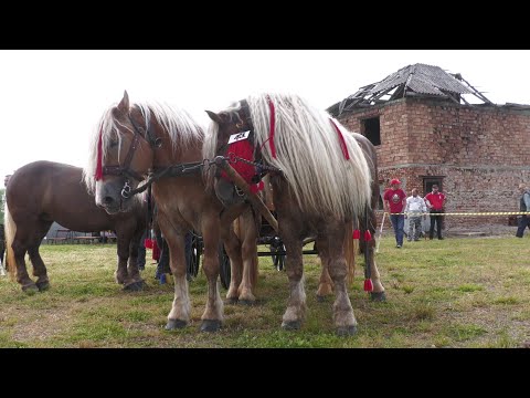 Caii domnului Herman Firicel de la Rogoz, Maramureș 2021