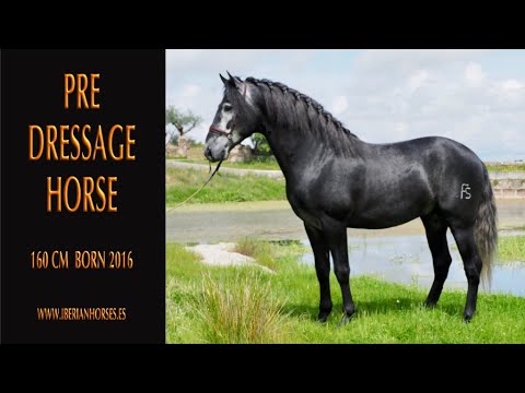 ¡¡¡ SOLD !!! PRE HORSE GOOD GAITS AND CHARACTER