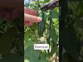 Four Peppers You Should Grow in Your Garden #vegetablegarden