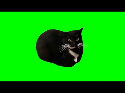 Maxwell cat /pantalla verde/