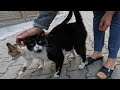 Pink Nosed Tuxedo Cat And Calico Cat Love Each Other Very Much