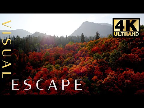 4K Aerial Autumn Ambience | Over 2 Hours of Drone Footage of Fall Leaves with Peaceful Music