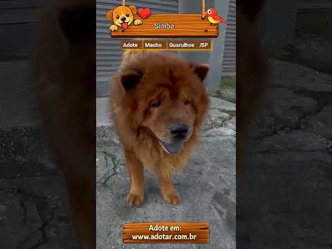 Vídeo de Simba