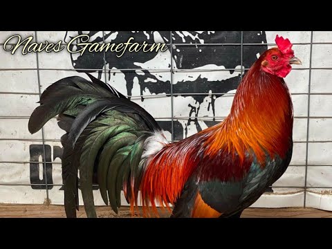 Albany Hatch Kelso - NAVES FARM