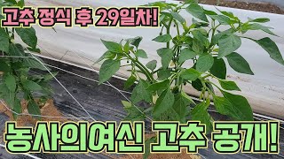 고추 농사 잘 짓는 농사의 여신 고추 공개!!! 정식후 29일차 꼭 황을 주세요!