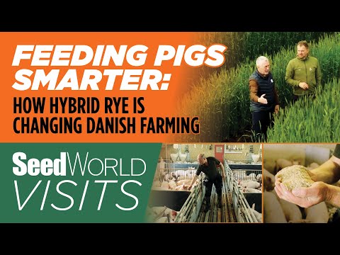 Feeding Pigs Smarter: How Hybrid Rye Is Changing Danish Farming | KWS Seed World Visits