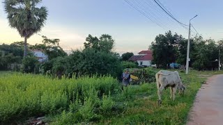 ជីវភាពប្រចាំថ្ងៃ - Daily life of people at the countryside
