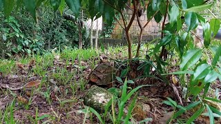 Largados e Pelados Novo Episdio 2022