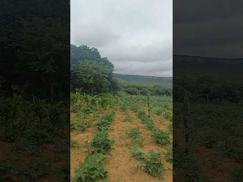 vendo barato sua grande oportunidade chegou esse em araripina pe 28 hectares 8799102 3154