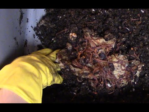 Paper Towel Worm Party! And Sprouting Mushrooms? - Worm Bin 1 - Day 69 of Vermicomposting