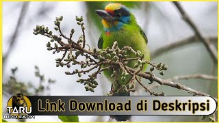 Download lagu Suara Masteran Burung Takur Bukit mp3