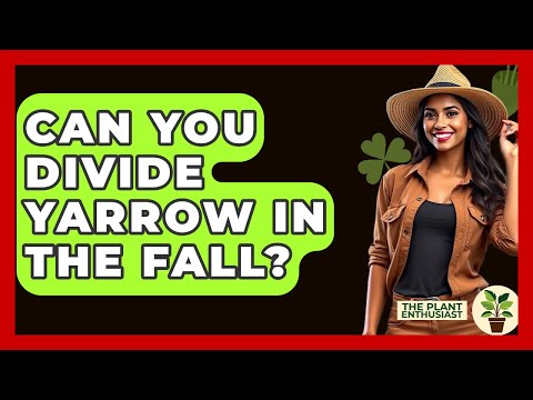 Can You Divide Yarrow In The Fall? - The Plant Enthusiast