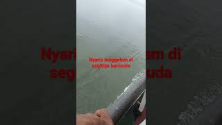 Download lagu segitiga bermuda mp3