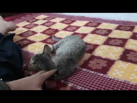 Anamika =My latest cat