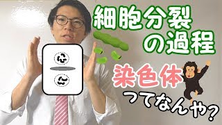 【中学理科】2-2 細胞分裂の過程～染色体とは？体細胞分裂とは？～【中３理科】
