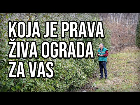 Koja je prava živa ograda za vas
