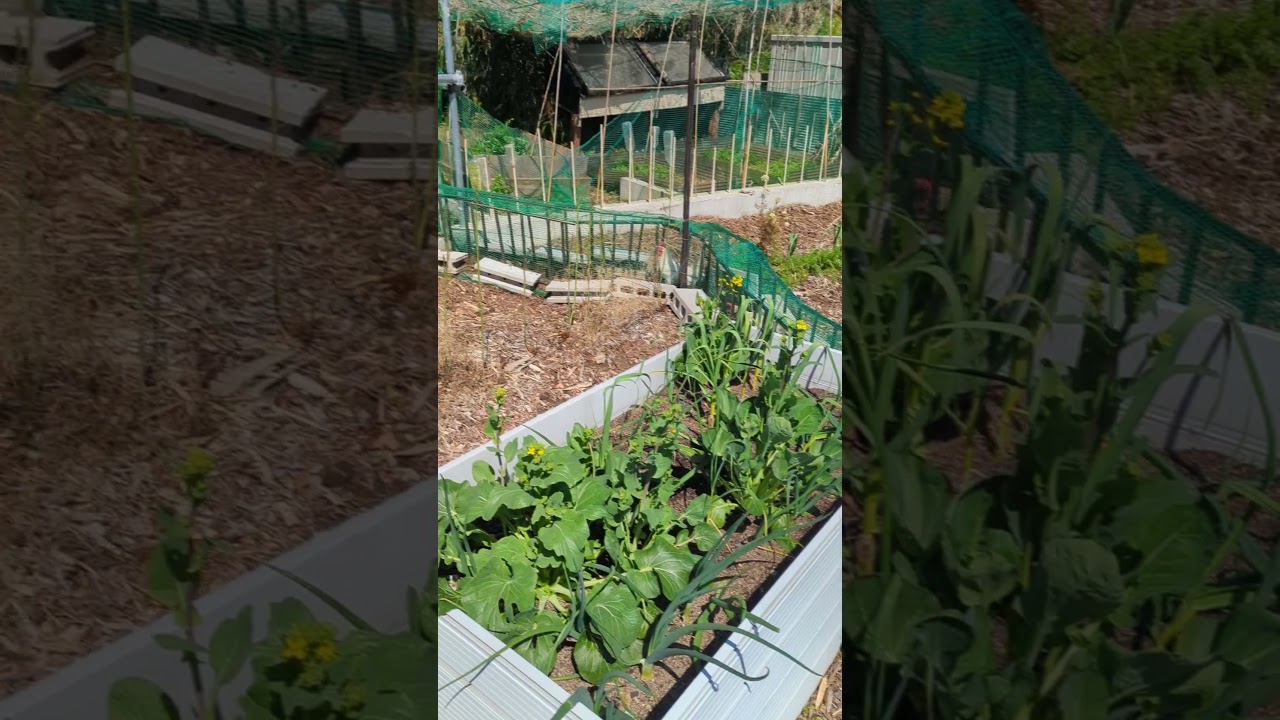 chicken tunnel up to the tennis court #chickencoopdesign #chickencoopdoor #freerangechickens