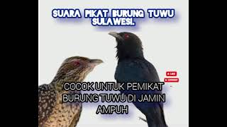 Download lagu Suara pikat burung tuwu Sulawesi. mp3