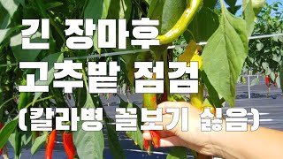 긴 장마에도 탄저병은 없는데 칼라병이 문제.. 노지고추 탄저병 적은 이유. 알아도 하기 어려운 그것은?