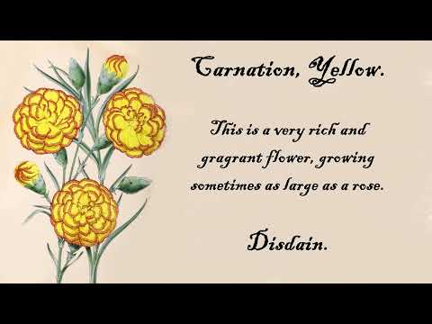 Carnation, Yellow - The Language of Flowers