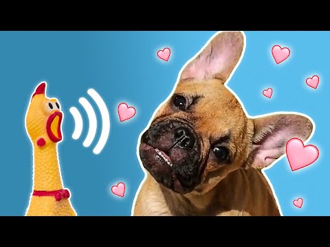 📣 43 Sounds Dogs Love and React to 💖