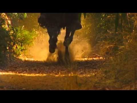 Promo Lanzamiento Ives Gullé Húsar Single Héroe