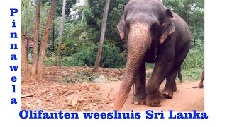 preview picture of video 'Olifanten weeshuis Pinnawela, Sri Lanka'