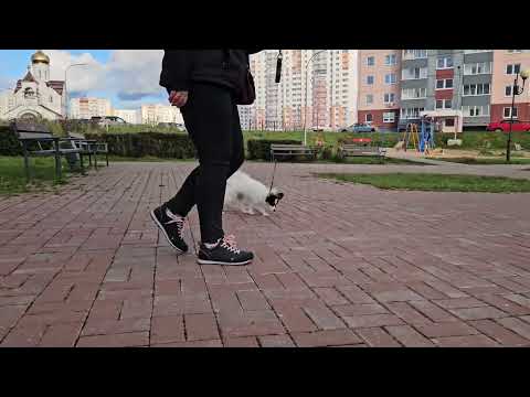 BLESK FORTUNI PLACE IN THE SUN, 7 months old