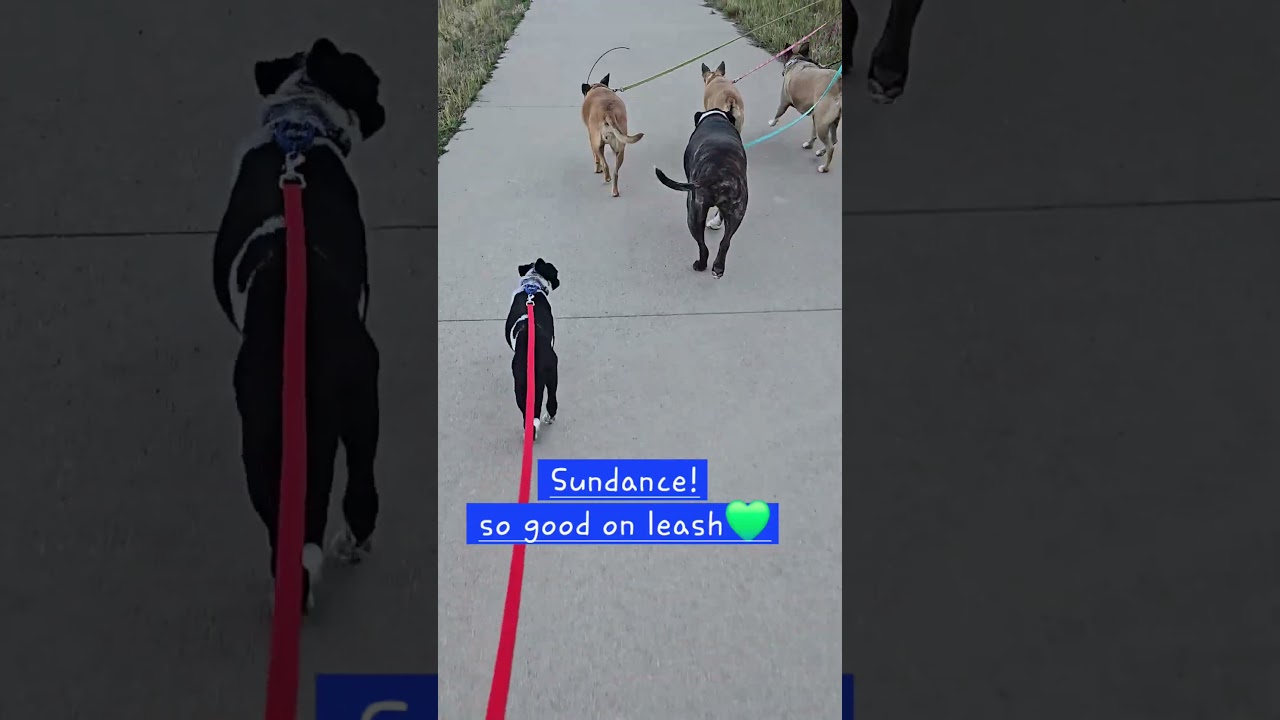 Enlarge Sundance, a Adoptable mixed breed in Evergreen, CO video 3/6