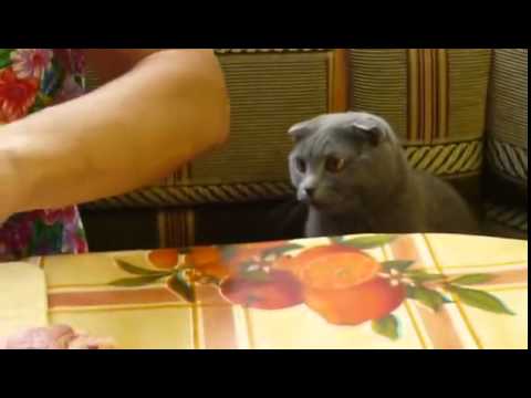 British lop-eared cat wants meat!