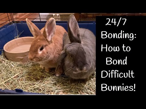How I Bonded My Female Bunnies | 24/7 Rabbit Bonding | Difficult Rabbit Bonds | How to Bond Rabbits