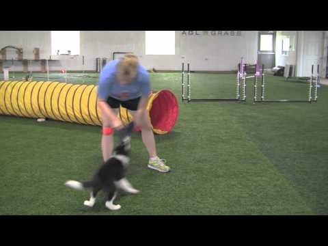 Kayl McCann Training 11 Week Old Grand Slam