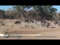 Zebra Kicks Warthog Literally Into A Spasm And Then Another Warthog Also Have A Go At Him