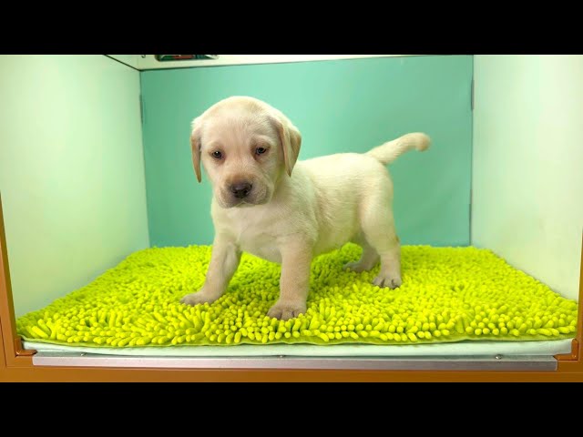 (子犬) 犬種:ラブラドール・レトリーバー 男の子 ブリーダー マロニエケンネル MARRONNIER KENNEL k4052の画像