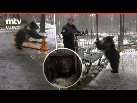 Aina-karhu rakennustalkoissa 🐻 – näin karhujen talvipesät rakentuvat Kuusamossa