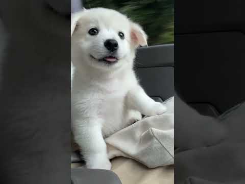 드라이브가 신기한 아기강아지 #시고르자브종 #일리