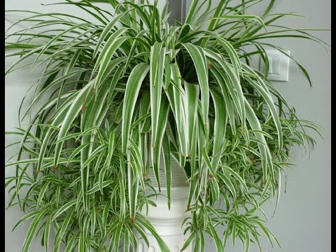 Zeleni LJILJAN, paukova biljka. Razmnožavanje ove jednostavne biljke koja prečišćava vazduh.