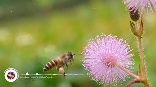 Download lagu Hoa Trinh Nữ - Ca sĩ Như Quỳnh - Nhạc trữ tình hay nhẹ nhàng ! mp3