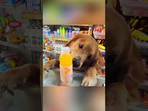 “Sahibi Ona Kötü Davrandı… Ama Köpek İntikam Yerine Hayatını Kurtardı!” #shorts