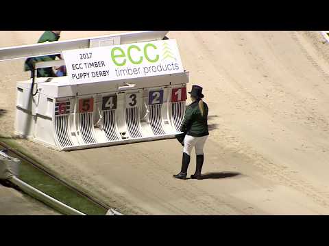 ECC TIMBER PUPPY DERBY - HEAT 1 - T1 WUHEIDA