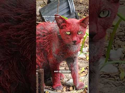 Red cat spotted roaming Texas community