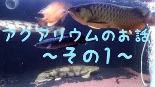 【アロワナ混泳水槽】アクアリウムなお話～その１