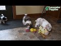 Lhasapoo dogs for sale: Juliet - Video 1