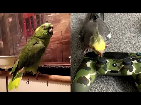 Perroquets drôles faisant des choses drôles - compilation des perroquets les plus drôles 2021
