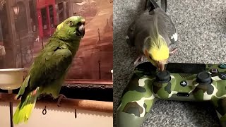 Miniature vidéo